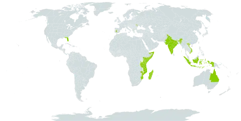 Cyperus hyalinus world distribution map, present in Australia, Comoros, Algeria, Spain, Hong Kong, Indonesia, India, Kenya, Moldova (Republic of), Madagascar, Maldives, Mozambique, Mauritius, Somalia, Timor-Leste, Tanzania, United Republic of, United States of America, and Viet Nam