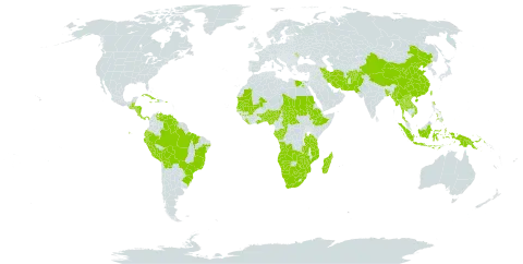 Cyperus imbricatus world distribution map, present in Afghanistan, Angola, Benin, Bangladesh, Belize, Bolivia (Plurinational State of), Brazil, Botswana, Central African Republic, China, Congo, Costa Rica, Cuba, Dominica, Ecuador, Egypt, Ethiopia, Gabon, Ghana, Guinea, Guatemala, Guyana, Honduras, Haiti, Indonesia, Iran (Islamic Republic of), Jamaica, Lao People's Democratic Republic, Liberia, Moldova (Republic of), Madagascar, Mali, Myanmar, Mozambique, Mauritania, Namibia, Nigeria, Nicaragua, Nepal, Pakistan, Panama, Peru, Philippines, Palau, Papua New Guinea, Puerto Rico, Sudan, Senegal, eSwatini, Seychelles, Chad, Togo, Thailand, Taiwan, Province of China, Tanzania, United Republic of, Uganda, Venezuela (Bolivarian Republic of), Viet Nam, South Africa, Zambia, and Zimbabwe