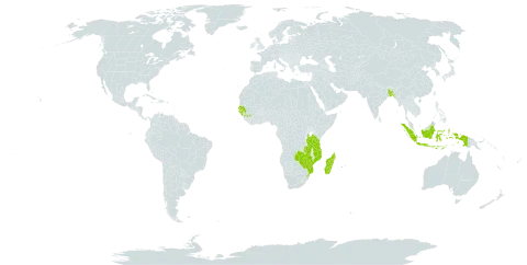 Cyperus intactus world distribution map, present in Bangladesh, Guinea, Guinea-Bissau, Indonesia, Madagascar, Mozambique, Mauritius, Réunion, Senegal, eSwatini, Tanzania, United Republic of, Zambia, and Zimbabwe