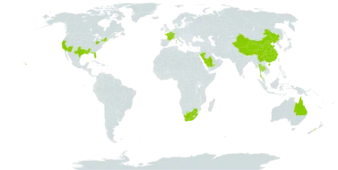 Cyperus involucratus world distribution map, present in Australia, China, France, New Zealand, Philippines, Saudi Arabia, Thailand, United States of America, and South Africa