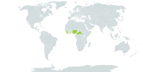 Cyperus koyaliensis world distribution map, present in Central African Republic, Guinea, Liberia, Nigeria, and Sierra Leone