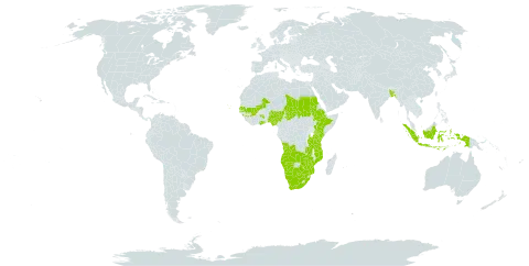 Cyperus kyllingiella world distribution map, present in Angola, Bangladesh, Botswana, Cabo Verde, Ethiopia, Ghana, Guinea, Indonesia, Kenya, Mali, Mozambique, Namibia, Nigeria, Sudan, Senegal, Chad, Tanzania, United Republic of, Uganda, South Africa, Zambia, and Zimbabwe