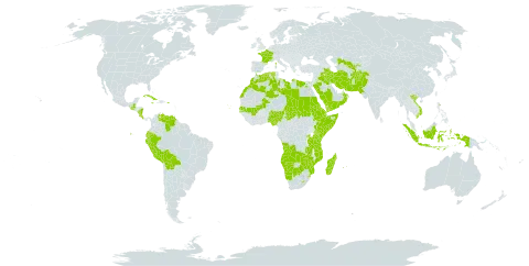 Cyperus laevigatus subsp. laevigatus world distribution map, present in Afghanistan, Angola, Burkina Faso, Bolivia (Plurinational State of), Botswana, Cabo Verde, Costa Rica, Cuba, Djibouti, Dominica, Algeria, Ecuador, Egypt, Eritrea, Ethiopia, France, Guatemala, Indonesia, Iran (Islamic Republic of), Iraq, Jamaica, Kenya, Libya, Lesotho, Morocco, Madagascar, Mali, Mozambique, Mauritius, Namibia, Nigeria, Nicaragua, Oman, Pakistan, Peru, Palau, Puerto Rico, Réunion, Rwanda, Saudi Arabia, Sudan, Senegal, Singapore, Somalia, eSwatini, Chad, Tanzania, United Republic of, Uganda, Uzbekistan, Venezuela (Bolivarian Republic of), Viet Nam, Yemen, Zambia, and Zimbabwe