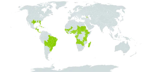 Cyperus lanceolatus world distribution map, present in Angola, Åland Islands, Benin, Belize, Bolivia (Plurinational State of), Brazil, Central African Republic, Congo, Costa Rica, Cuba, Dominica, Ethiopia, Gabon, Georgia, Ghana, Guinea, Gambia, Guinea-Bissau, Guatemala, Honduras, Haiti, Jamaica, Kenya, Liberia, Madagascar, Mali, Mauritius, Nigeria, Nicaragua, Panama, Paraguay, Sudan, Senegal, Sierra Leone, Chad, Togo, Tanzania, United Republic of, Uganda, Uruguay, United States of America, Zambia, and Zimbabwe