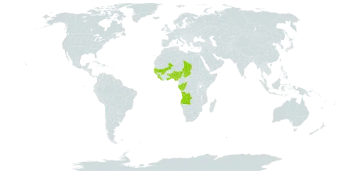 Cyperus lipofiliformis world distribution map, present in Angola, Benin, Congo, Gabon, Ghana, Guinea, Gambia, Guinea-Bissau, Liberia, Mali, Nigeria, Senegal, Sierra Leone, Chad, and Togo