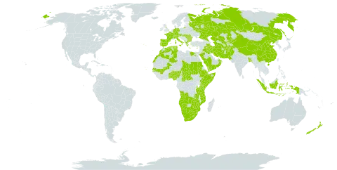 Cyperus longus world distribution map, present in Afghanistan, Angola, Albania, Austria, Benin, Bangladesh, Bulgaria, Botswana, Central African Republic, Switzerland, China, Cabo Verde, Cyprus, Germany, Djibouti, Algeria, Egypt, Spain, Ethiopia, France, United Kingdom of Great Britain and Northern Ireland, Greece, Hungary, Indonesia, Iran (Islamic Republic of), Iraq, Italy, Kazakhstan, Kenya, Kyrgyzstan, Lesotho, Morocco, Mali, Mozambique, Namibia, Nigeria, Nepal, New Zealand, Oman, Pakistan, Palau, Portugal, Romania, Russian Federation, Saudi Arabia, Sudan, Senegal, Somalia, eSwatini, Turks and Caicos Islands, Chad, Togo, Turkmenistan, Tunisia, Tanzania, United Republic of, Uganda, Uzbekistan, Yemen, South Africa, Zambia, and Zimbabwe