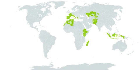 Cyperus longus subsp. badius world distribution map, present in Afghanistan, Albania, Algeria, Spain, Ethiopia, France, Greece, Indonesia, Italy, Kazakhstan, Kenya, Kyrgyzstan, Morocco, Madagascar, Pakistan, Portugal, Turks and Caicos Islands, and Tunisia