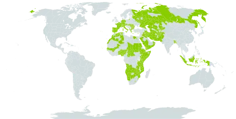 Cyperus longus subsp. longus world distribution map, present in Afghanistan, Angola, Albania, Austria, Benin, Bangladesh, Bulgaria, Botswana, Central African Republic, Switzerland, Cabo Verde, Cyprus, Germany, Djibouti, Algeria, Egypt, Spain, Ethiopia, France, Greece, Hungary, Indonesia, Iran (Islamic Republic of), Iraq, Italy, Kazakhstan, Kenya, Kyrgyzstan, Lesotho, Morocco, Mali, Mozambique, Namibia, Nigeria, Nepal, Oman, Pakistan, Palau, Portugal, Romania, Russian Federation, Saudi Arabia, Sudan, Senegal, Somalia, eSwatini, Turks and Caicos Islands, Chad, Togo, Turkmenistan, Tanzania, United Republic of, Uganda, Uzbekistan, Yemen, Zambia, and Zimbabwe