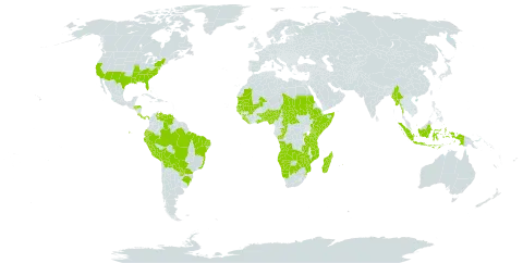 Cyperus macrostachyos world distribution map, present in Angola, Åland Islands, Benin, Burkina Faso, Bolivia (Plurinational State of), Brazil, Botswana, Central African Republic, Congo, Costa Rica, Ecuador, Ethiopia, Ghana, Guinea, Gambia, Guinea-Bissau, Honduras, Indonesia, Kenya, Liberia, Madagascar, Mali, Myanmar, Mozambique, Mauritania, Mauritius, Namibia, Nigeria, Panama, Peru, Paraguay, Rwanda, Sudan, Senegal, Sierra Leone, Somalia, eSwatini, Chad, Togo, Tanzania, United Republic of, Uganda, United States of America, Venezuela (Bolivarian Republic of), Zambia, and Zimbabwe