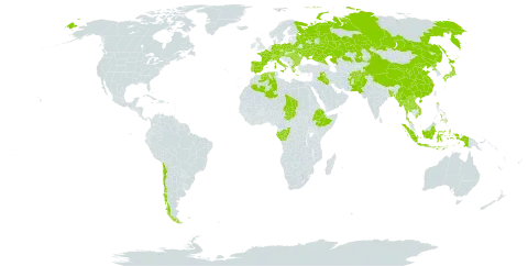 Cyperus michelianus subsp. michelianus world distribution map, present in Afghanistan, Austria, Bangladesh, Bulgaria, Belarus, Switzerland, Chile, China, Congo, Czech Republic, Germany, Algeria, Spain, Ethiopia, France, Gabon, Greece, Hungary, Indonesia, Iraq, Italy, Japan, Kazakhstan, Lao People's Democratic Republic, Myanmar, Montenegro, Nepal, Pakistan, Philippines, Poland, Korea (Democratic People's Republic of), Portugal, Romania, Russian Federation, Turks and Caicos Islands, Chad, Thailand, Ukraine, and Viet Nam