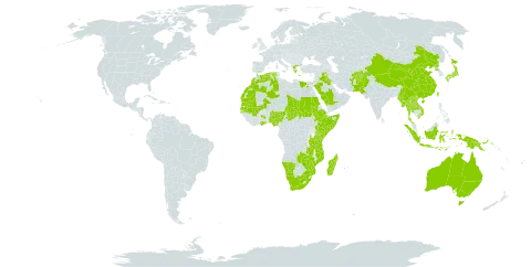 Cyperus michelianus subsp. pygmaeus world distribution map, present in Afghanistan, Australia, China, Algeria, Egypt, Ethiopia, Ghana, Greece, Indonesia, Iraq, Japan, Kenya, Lao People's Democratic Republic, Morocco, Madagascar, Mali, Myanmar, Mozambique, Mauritania, Mauritius, Namibia, Nigeria, Pakistan, Philippines, Palau, Papua New Guinea, Korea (Democratic People's Republic of), Réunion, Saudi Arabia, Sudan, Senegal, Somalia, Turks and Caicos Islands, Chad, Thailand, Taiwan, Province of China, Tanzania, United Republic of, Uganda, Viet Nam, South Africa, Zambia, and Zimbabwe