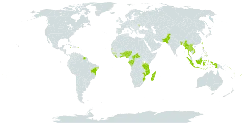 Cyperus mindorensis world distribution map, present in Andorra, Benin, Bangladesh, Brazil, Central African Republic, Congo, Cook Islands, Comoros, Fiji, Gabon, Ghana, Guinea, Indonesia, Jamaica, Lao People's Democratic Republic, Liberia, Moldova (Republic of), Madagascar, Myanmar, Mozambique, Mauritius, Norfolk Island, Nigeria, Nepal, Pakistan, Philippines, Puerto Rico, Réunion, Solomon Islands, Suriname, Seychelles, Togo, Thailand, Tokelau, Tonga, Taiwan, Province of China, Tanzania, United Republic of, Uganda, Viet Nam, Vanuatu, Wallis and Futuna, and Samoa