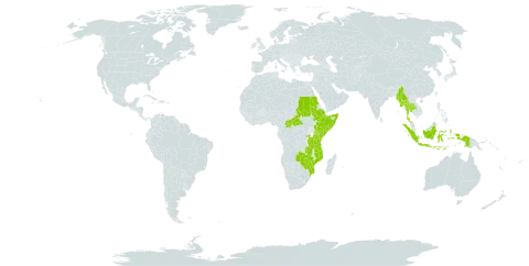 Cyperus mollipes world distribution map, present in Central African Republic, Ethiopia, Indonesia, Kenya, Myanmar, Mozambique, Rwanda, Sudan, Somalia, Thailand, Tanzania, United Republic of, Uganda, Zambia, and Zimbabwe