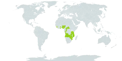 Cyperus nduru world distribution map, present in Angola, Central African Republic, Congo, Ghana, Guinea, Mozambique, Nigeria, Sierra Leone, Tanzania, United Republic of, Zambia, and Zimbabwe