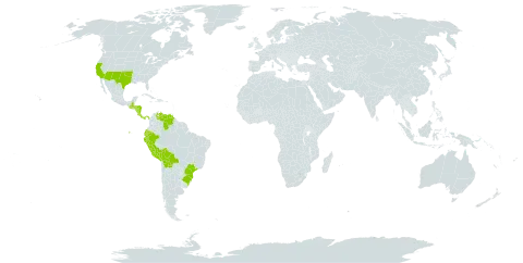 Cyperus niger world distribution map, present in Bolivia (Plurinational State of), Brazil, Costa Rica, Ecuador, Guatemala, Honduras, Nicaragua, Panama, Peru, United States of America, and Venezuela (Bolivarian Republic of)