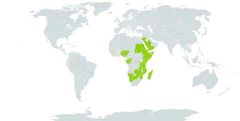 Cyperus niveus var. leucocephalus world distribution map, present in Benin, Burkina Faso, Botswana, Congo, Djibouti, Eritrea, Ethiopia, Gabon, Guinea, Kenya, Lesotho, Madagascar, Mozambique, Namibia, Nigeria, Rwanda, Saudi Arabia, Sudan, Somalia, eSwatini, Tanzania, United Republic of, Uganda, Yemen, Zambia, and Zimbabwe