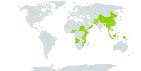 Cyperus nutans world distribution map, present in Afghanistan, Angola, Bangladesh, China, Eritrea, Ethiopia, Indonesia, Kenya, Lao People's Democratic Republic, Myanmar, Mozambique, Mauritius, Nigeria, Nepal, Oman, Pakistan, Philippines, Palau, Sudan, Thailand, Taiwan, Province of China, Tanzania, United Republic of, Uganda, Viet Nam, and Yemen