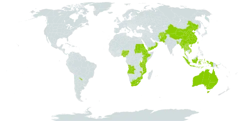 Cyperus nutans var. eleusinoides world distribution map, present in Afghanistan, Angola, Argentina, Australia, Bangladesh, China, Eritrea, Ethiopia, Indonesia, Kenya, Lao People's Democratic Republic, Myanmar, Mozambique, Mauritius, Nigeria, Nepal, Oman, Pakistan, Philippines, Palau, Papua New Guinea, Sudan, Thailand, Timor-Leste, Taiwan, Province of China, Tanzania, United Republic of, Uganda, Uruguay, Viet Nam, Yemen, and South Africa