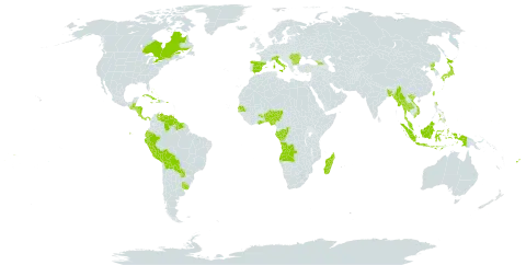 Cyperus odoratus subsp. odoratus world distribution map, present in Aruba, Angola, Åland Islands, Andorra, Benin, Bangladesh, Bulgaria, Bahamas, Belize, Bermuda, Bolivia (Plurinational State of), Canada, Congo, Cook Islands, Costa Rica, Cuba, Cayman Islands, Dominica, Ecuador, Spain, Fiji, Micronesia (Federated States of), Gabon, Georgia, Ghana, Guatemala, Guyana, Honduras, Haiti, Indonesia, Italy, Jamaica, Japan, Moldova (Republic of), Madagascar, Myanmar, Malaysia, Nigeria, Nicaragua, Panama, Peru, Philippines, Palau, Puerto Rico, Korea (Democratic People's Republic of), Paraguay, Romania, Senegal, Suriname, Thailand, Tokelau, Taiwan, Province of China, Uruguay, Venezuela (Bolivarian Republic of), Viet Nam, Wallis and Futuna, and Samoa