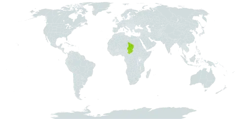 Cyperus pagotii world distribution map, present in Chad