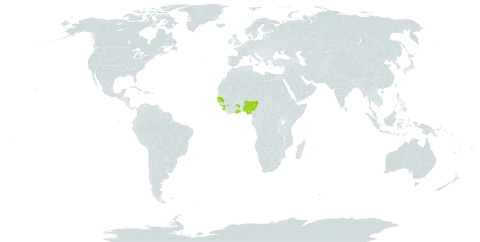 Cyperus permacer world distribution map, present in Ghana, Guinea, Nigeria, Senegal, and Sierra Leone