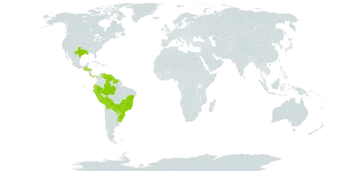 Cyperus prolixus world distribution map, present in Belize, Bolivia (Plurinational State of), Brazil, Costa Rica, Ecuador, Guatemala, Guyana, Honduras, Panama, Peru, Paraguay, Suriname, Uruguay, United States of America, and Venezuela (Bolivarian Republic of)