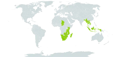 Cyperus pseudokyllingioides world distribution map, present in Bangladesh, Botswana, Indonesia, Kenya, Lao People's Democratic Republic, Madagascar, Myanmar, Mozambique, Namibia, Nepal, eSwatini, Chad, Thailand, Tanzania, United Republic of, Viet Nam, South Africa, Zambia, and Zimbabwe