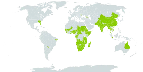 Cyperus pumilus world distribution map, present in Angola, Andorra, Argentina, Australia, Benin, Bangladesh, Brazil, Botswana, Central African Republic, China, Congo, Comoros, Eritrea, Ethiopia, Gabon, Georgia, Ghana, Guinea, Gambia, Guinea-Bissau, Indonesia, India, Iceland, Kenya, Moldova (Republic of), Madagascar, Mali, Myanmar, Mozambique, Namibia, Nigeria, Nepal, Pakistan, Philippines, Sudan, Senegal, Sierra Leone, Somalia, eSwatini, Chad, Togo, Thailand, Taiwan, Province of China, Tanzania, United Republic of, Uganda, Uruguay, United States of America, Viet Nam, South Africa, Zambia, and Zimbabwe