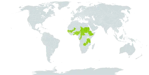 Cyperus reduncus world distribution map, present in Benin, Central African Republic, Congo, Ethiopia, Ghana, Guinea, Gambia, Guinea-Bissau, Mali, Nigeria, Sudan, Senegal, Chad, Togo, Tanzania, United Republic of, Uganda, and Zambia