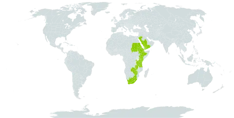 Cyperus rigidifolius world distribution map, present in Burkina Faso, Eritrea, Ethiopia, Kenya, Lesotho, Rwanda, Saudi Arabia, Sudan, eSwatini, Tanzania, United Republic of, Uganda, Yemen, South Africa, Zambia, and Zimbabwe