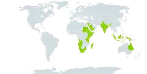 Cyperus rubicundus world distribution map, present in Angola, Australia, Burkina Faso, Djibouti, Eritrea, Ethiopia, Indonesia, India, Iceland, Kenya, Madagascar, Mauritius, Namibia, Réunion, Rwanda, Saudi Arabia, Sudan, Somalia, eSwatini, Timor-Leste, Tanzania, United Republic of, Uganda, Yemen, and South Africa