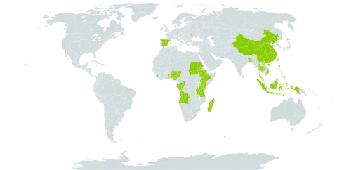 Cyperus sesquiflorus subsp. cylindricus world distribution map, present in Angola, Andorra, Bangladesh, China, Congo, Spain, Ethiopia, Gabon, Indonesia, Kenya, Moldova (Republic of), Madagascar, Nigeria, Nepal, Philippines, Sudan, Sierra Leone, Togo, Thailand, Taiwan, Province of China, Tanzania, United Republic of, Uganda, and Viet Nam