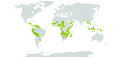 Cyperus sesquiflorus subsp. sesquiflorus world distribution map, present in Angola, Åland Islands, Benin, Bangladesh, Belize, Bolivia (Plurinational State of), Botswana, Central African Republic, Congo, Costa Rica, Cuba, Dominica, Ecuador, Gabon, Georgia, Guinea, Guinea-Bissau, Guatemala, Guyana, Honduras, Indonesia, Jamaica, Kenya, Liberia, Moldova (Republic of), Madagascar, Mali, Mozambique, Mauritius, Nigeria, Nicaragua, Nepal, Panama, Peru, Philippines, Puerto Rico, Paraguay, Réunion, Rwanda, Senegal, Sierra Leone, Somalia, Suriname, eSwatini, Chad, Togo, Thailand, Tanzania, United Republic of, Uruguay, Venezuela (Bolivarian Republic of), Viet Nam, Yemen, Zambia, and Zimbabwe