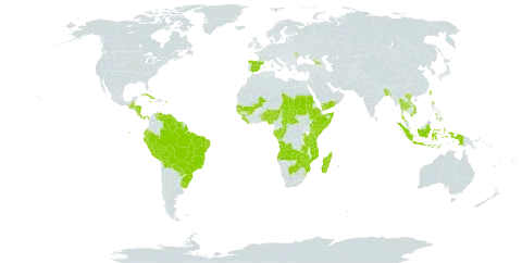 Cyperus sesquiflorus world distribution map, present in Angola, Åland Islands, Andorra, Benin, Bangladesh, Belize, Bolivia (Plurinational State of), Brazil, Botswana, Central African Republic, Congo, Costa Rica, Cuba, Dominica, Ecuador, Spain, Ethiopia, Gabon, Georgia, Guinea, Guinea-Bissau, Guatemala, Guyana, Honduras, Indonesia, Jamaica, Kenya, Liberia, Moldova (Republic of), Madagascar, Mali, Mozambique, Mauritius, Nigeria, Nicaragua, Nepal, Panama, Peru, Philippines, Puerto Rico, Paraguay, Réunion, Rwanda, Sudan, Senegal, Sierra Leone, Somalia, Suriname, eSwatini, Chad, Togo, Thailand, Taiwan, Province of China, Tanzania, United Republic of, Uganda, Uruguay, Venezuela (Bolivarian Republic of), Viet Nam, Yemen, Zambia, and Zimbabwe