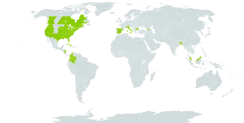 Cyperus strigosus world distribution map, present in Åland Islands, Bangladesh, Bulgaria, Canada, Colombia, Cuba, Spain, Micronesia (Federated States of), Georgia, Italy, Malaysia, Nicaragua, and United States of America