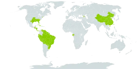 Cyperus surinamensis world distribution map, present in Åland Islands, Bahamas, Belize, Bolivia (Plurinational State of), Brazil, China, Costa Rica, Cuba, Dominica, Ecuador, Gabon, Georgia, Guatemala, Guyana, Honduras, Jamaica, Nicaragua, Panama, Peru, Puerto Rico, Paraguay, Suriname, Taiwan, Province of China, Uruguay, United States of America, and Venezuela (Bolivarian Republic of)