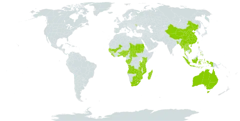 Cyperus tenuiculmis world distribution map, present in Angola, Australia, Benin, Burkina Faso, Bangladesh, Botswana, Central African Republic, China, Congo, Micronesia (Federated States of), Gabon, Ghana, Guinea, Gambia, Guinea-Bissau, Indonesia, Kenya, Lao People's Democratic Republic, Liberia, Moldova (Republic of), Madagascar, Mali, Myanmar, Mozambique, Nigeria, Nepal, Philippines, Rwanda, Sudan, Senegal, Sierra Leone, Chad, Togo, Thailand, Taiwan, Province of China, Tanzania, United Republic of, Uganda, United States of America, Viet Nam, South Africa, Zambia, and Zimbabwe