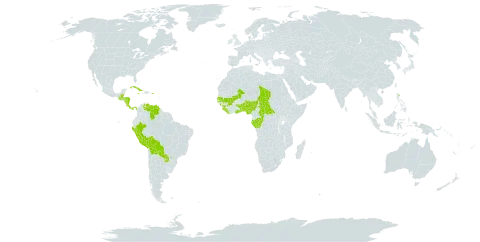 Cyperus tenuis world distribution map, present in Benin, Belize, Bolivia (Plurinational State of), Central African Republic, Congo, Costa Rica, Cuba, Dominica, Gabon, Ghana, Guinea, Guatemala, Honduras, Jamaica, Liberia, Mali, Nigeria, Nicaragua, Panama, Peru, Puerto Rico, Paraguay, Senegal, Sierra Leone, Chad, Togo, United States of America, and Venezuela (Bolivarian Republic of)