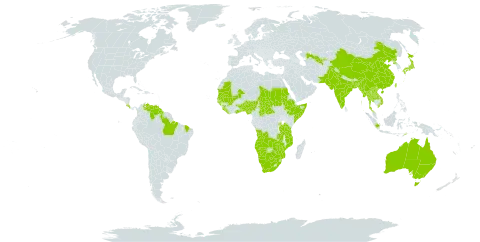 Cyperus tenuispica world distribution map, present in Angola, Andorra, Australia, Benin, Bangladesh, Brazil, Botswana, Central African Republic, China, Costa Rica, Ethiopia, Ghana, Guinea, Guinea-Bissau, Guyana, Indonesia, India, Iceland, Japan, Lao People's Democratic Republic, Liberia, Mali, Myanmar, Mozambique, Mauritania, Namibia, Nigeria, Nepal, Pakistan, Philippines, Korea (Democratic People's Republic of), Rwanda, Sudan, Senegal, Sierra Leone, Somalia, Seychelles, Chad, Togo, Thailand, Timor-Leste, Taiwan, Province of China, Tanzania, United Republic of, Uganda, Uzbekistan, Venezuela (Bolivarian Republic of), Viet Nam, South Africa, Zambia, and Zimbabwe