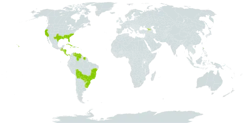 Cyperus virens world distribution map, present in Åland Islands, Bolivia (Plurinational State of), Brazil, Costa Rica, Cuba, Dominica, Georgia, Guatemala, Honduras, Haiti, Jamaica, Nicaragua, Panama, Puerto Rico, Paraguay, Suriname, Uruguay, United States of America, and Venezuela (Bolivarian Republic of)