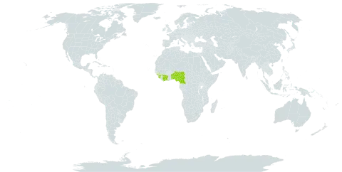 Cyphostemma lageniflorum world distribution map, present in Benin, Burkina Faso, Côte d'Ivoire, Cameroon, Guinea, Equatorial Guinea, Nigeria, Sierra Leone, and Togo