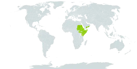 Cyphostemma ternatum world distribution map, present in Eritrea, Ethiopia, Kenya, Oman, Saudi Arabia, Sudan, Somalia, South Sudan, and Yemen