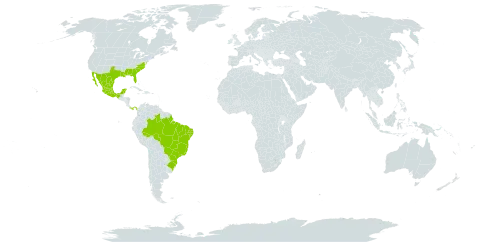 Cyrilla world distribution map, present in Brazil, Mexico, Panama, and United States of America