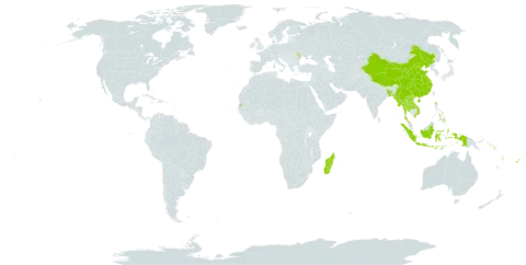 Cyrtococcum oxyphyllum world distribution map, present in Andorra, Bangladesh, China, Cook Islands, Fiji, Indonesia, Lao People's Democratic Republic, Moldova (Republic of), Madagascar, Myanmar, Philippines, Solomon Islands, Seychelles, Thailand, Tonga, United States of America, Viet Nam, Vanuatu, Wallis and Futuna, and Samoa