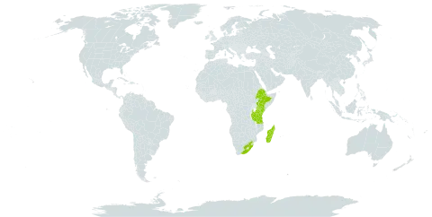 Cyrtomium luctuosum world distribution map, present in Ethiopia, Kenya, Madagascar, Malawi, Tanzania, United Republic of, Uganda, and South Africa