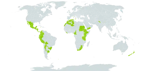 Cystopteris fragilis subsp. diaphana world distribution map, present in Argentina, Bolivia (Plurinational State of), Brazil, Cameroon, Colombia, Costa Rica, Algeria, Ecuador, Spain, Ethiopia, France, United Kingdom of Great Britain and Northern Ireland, Guatemala, Honduras, India, Italy, Jamaica, Kenya, Liberia, Lesotho, Morocco, Mexico, Nicaragua, Nepal, New Zealand, Panama, Peru, Portugal, Sudan, South Georgia and the South Sandwich Islands, El Salvador, Tanzania, United Republic of, Uganda, Uruguay, Venezuela (Bolivarian Republic of), Yemen, and South Africa