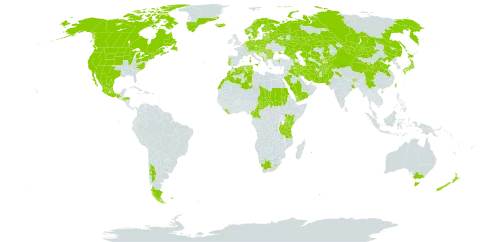 Cystopteris fragilis subsp. fragilis world distribution map, present in Afghanistan, Albania, Andorra, Argentina, Armenia, Australia, Austria, Belgium, Bulgaria, Bosnia and Herzegovina, Belarus, Bhutan, Canada, Switzerland, Chile, China, Cameroon, Czech Republic, Germany, Denmark, Algeria, Spain, Estonia, Finland, Falkland Islands (Malvinas), France, United Kingdom of Great Britain and Northern Ireland, Georgia, Equatorial Guinea, Greece, Greenland, Honduras, Croatia, Hungary, India, Iran (Islamic Republic of), Iraq, Iceland, Italy, Japan, Kazakhstan, Kenya, Kyrgyzstan, Lebanon, Liberia, Liechtenstein, Lesotho, Lithuania, Luxembourg, Latvia, Morocco, Mexico, North Macedonia, Malta, Montenegro, Mongolia, Netherlands, Norway, Nepal, New Zealand, Pakistan, Poland, Portugal, Réunion, Romania, Russian Federation, Saudi Arabia, Sudan, Saint Pierre and Miquelon, Serbia, Slovakia, Slovenia, Sweden, Chad, Tajikistan, Turkmenistan, Tunisia, Turkey, Taiwan, Province of China, Tanzania, United Republic of, Uganda, Ukraine, Uruguay, United States of America, Uzbekistan, Yemen, and South Africa