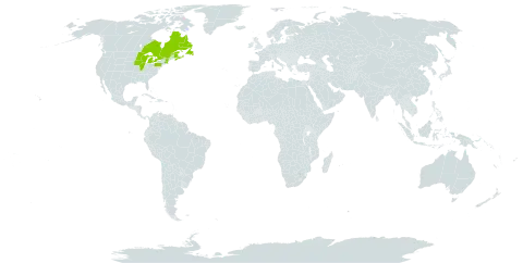 Cystopteris laurentiana world distribution map, present in Canada and United States of America