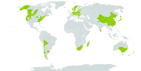 Cytisus scoparius world distribution map, present in Argentina, Australia, Austria, Belgium, Belarus, Bolivia (Plurinational State of), Canada, Switzerland, Chile, China, Czech Republic, Germany, Denmark, Spain, Estonia, France, United Kingdom of Great Britain and Northern Ireland, Greece, Hungary, India, Italy, Japan, Lithuania, Latvia, Moldova (Republic of), Madagascar, Netherlands, Norway, New Zealand, Poland, Portugal, Romania, Russian Federation, Slovakia, Sweden, Ukraine, United States of America, and South Africa