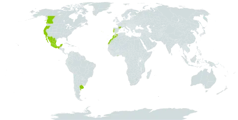 Cytisus striatus world distribution map, present in Argentina, Canada, France, Ghana, Morocco, Mexico, Portugal, and United States of America